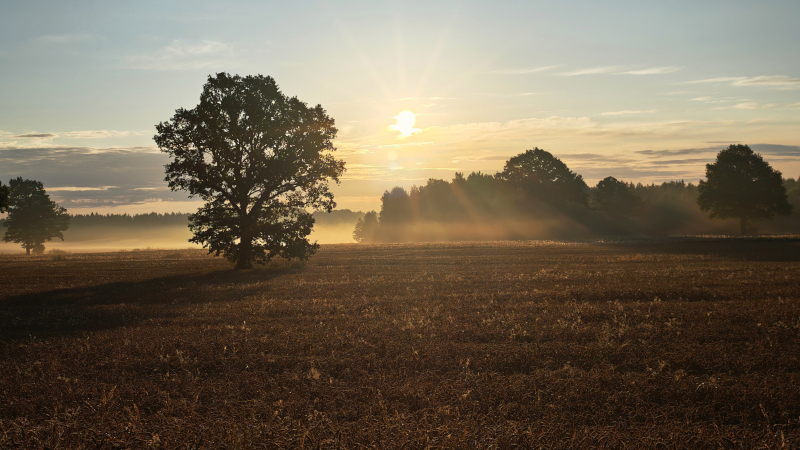 GEDIMINAS JOKUBAUSKAS – PASODINSO MIEDI