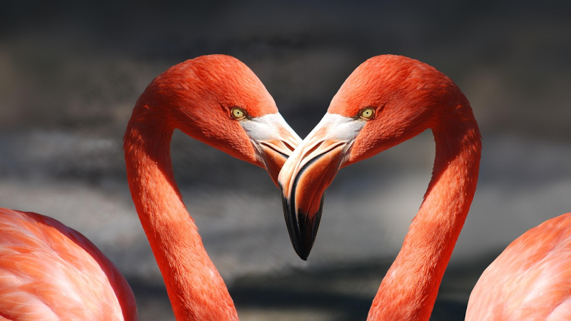 LIETUVIŠKOS DAINOS VALENTINO DIENAI 1 DALIS